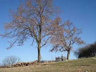Miranovac