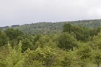 Selnik