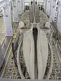 La « baleine royale d'Ostende » toujours exposée aujourd'hui au musée zoologique de Saint-Pétersbourg.