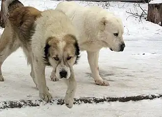 Chien de berger d'Asie centrale.