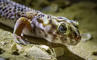 Teratoscincus scincus dans le zakaznik de Қарақия-Қаракөл қорықшасы&nbsp;(kk), Kazakhstan. Aout 2017.