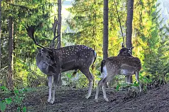Faune.