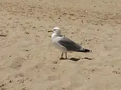 Goéland pontique Larus cachinnans