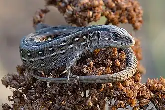 Lézard des souches dans le Pushcha-Vodytsiar&nbsp;(en), près de Kiev en Ukraine.