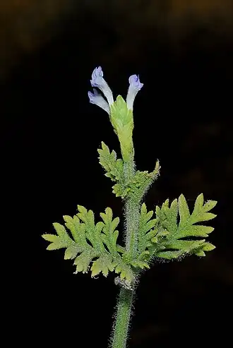 Description de l'image אזוביון שעיר.jpg.