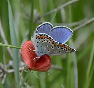 Kretania pylaon