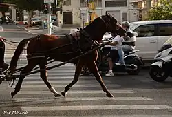 Un cheval roux harnaché vu de profil qui trotte