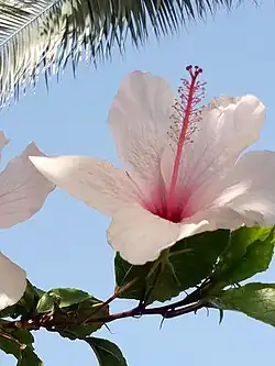 Hibiscus blanc,Tunisie.