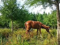 Cheval sauvage.