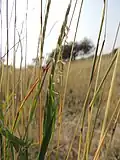 Des graminées de la famille de andropogonacées sont présentes en plaine fertile.