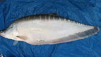 Chitala hypselonotus