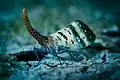 Pyrops ducalis (hémiptère suceur de sève)