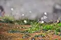 Très petites fleurs dans la jungle