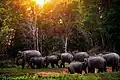 Troupeau d'éléphants d'Asie