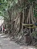 Racines d'arbres entourant l'Ubosot ou Bot (salle d'assemblée des bonzes)