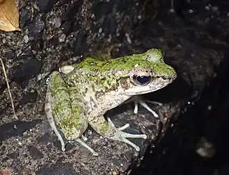 Description de l'image アマミハナサキガエル.jpg.