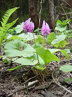 Individu sans motif caractéristique sur les feuilles