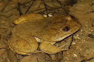 Description de l'image ナミエガエル.jpg.