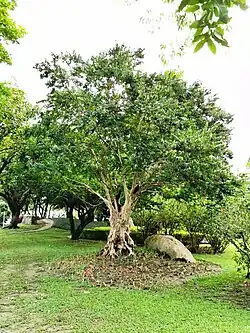 Arbre