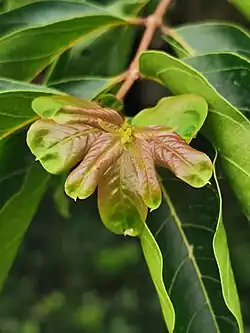 Couleurs de jeunes feuilles
