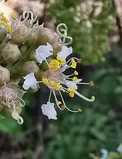 Fleur a pétales crêpés.