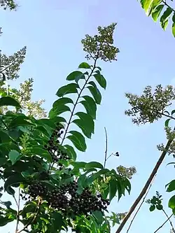 Panicule et phyllotaxie