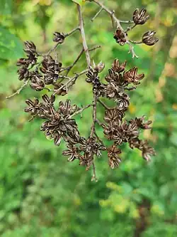 Fruits  mûrs