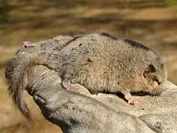Glirulus japonicus.