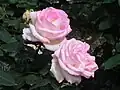 Rose 'Princesse de Monaco' au Japon.