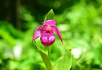 Sabot de vénus à grandes fleurs