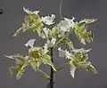 Dendrobium macrophyllum, à l'exposition Royal Flora Ratchaphruek, en Thaïlande.