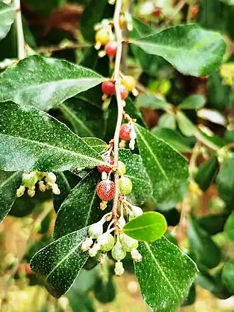 Description de l'image 宜梧 Elaeagnus oldhamii 20210225184946 05.jpg.