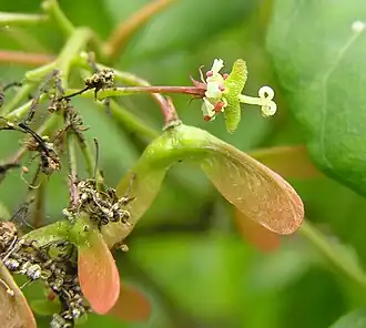 Description de l'image 嶺南槭 Acer tutcheri -香港西貢獅子會自然教育中心 Saikung, Hong Kong- (9222649768).jpg.
