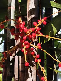 Fruits rouges