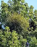 Viscum articulatum sur Liquidambar formosana. Taïwan.