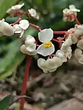 Fleur mâle à deux pétales (ou quatre dont deux menus)