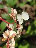 Bourgeons femelles et le verso de la fleur mâle