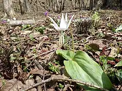 Des Katakuri à fleurs blanches