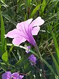 Fleurs en forme de trompette.