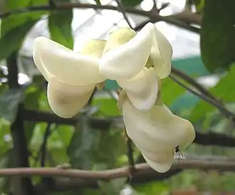 Nanhaia speciosa.