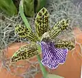Zygopetalum intermedium, exposition horticole Royal Flora Ratchaphruek, Thaïlande