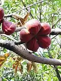 Fruits