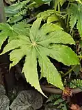 Begonia paucilobata var. maguanensis. La différence entre la variante et l'originale est que les jeunes fruits et les tépales sont couverts de poils denses.