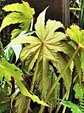 Begonia paucilobata var. maguanensis