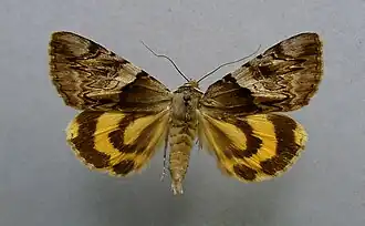 Catocala fulminea, la Lichénée jaune
