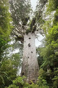 Tāne Mahuta, « Seigneur de la forêt », en référence au dieu maori Tāne. Cet arbre massif est le plus grand kauri du monde, avec une hauteur totale de 51 mètres.
