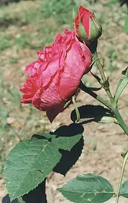 Photo rose 'Mlle Elise Chabrier' de Victor E. Gautreau