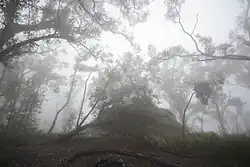 Arbres en bataille, couverts de brume.