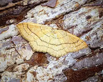 Description de l'image (1681) Clay Triple-lines (Cyclophora linearia) (28654553835).jpg.