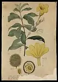 XVIIIe&nbsp;siècle - aquarelle d’Allamanda cathartica par Joaquim José Codina